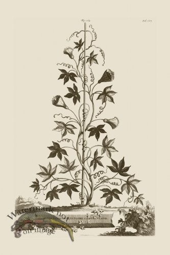 (image for) Abraham Munting 164