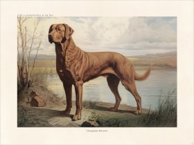 CFA Dog Chesapeake Retriever 02