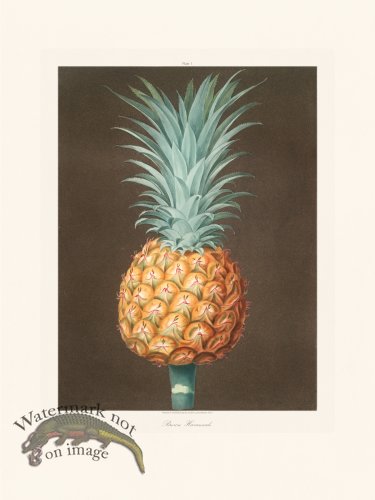 (image for) Brookshaw Fruit 01