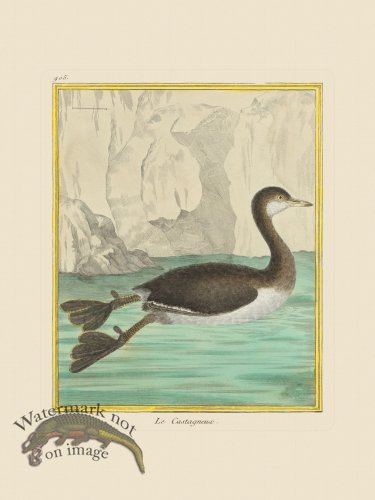 (image for) Martinet Bird 905