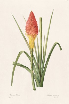 Les Liliacees Redoute 291