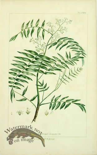 (image for) Philip Miller 038