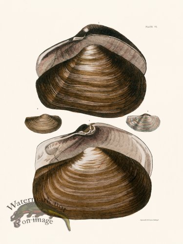 (image for) Cpt Brown Shell 06