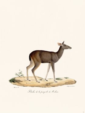 (image for) Cuvier 021 Doe of Malaca