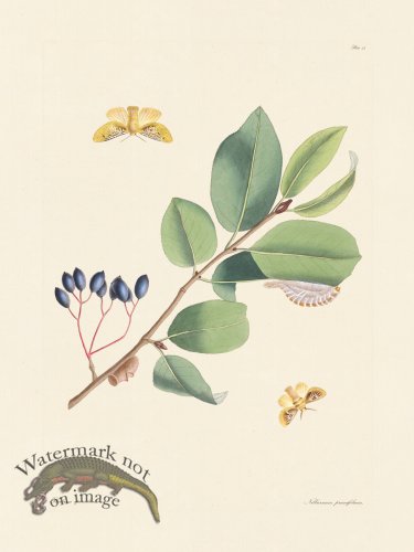 (image for) Abbot Butterfly 053