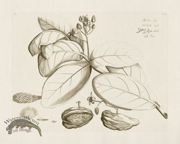 (image for) HORTUS VOL 02 31