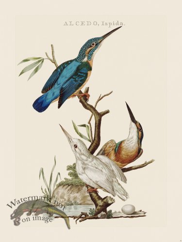 (image for) Nozeman Bird 038