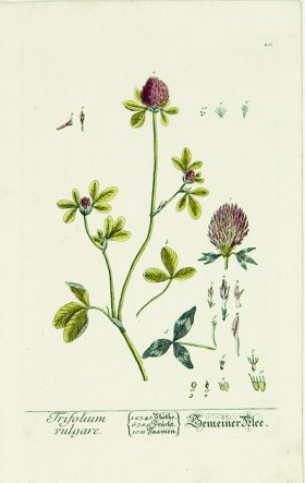 Blackwell German 101