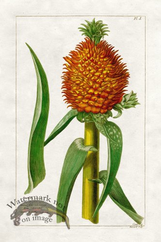 (image for) Buchoz Palm 13