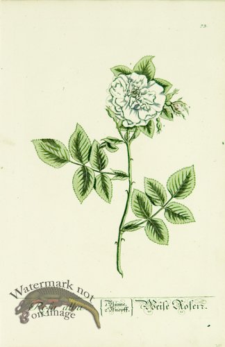 (image for) Blackwell German 143