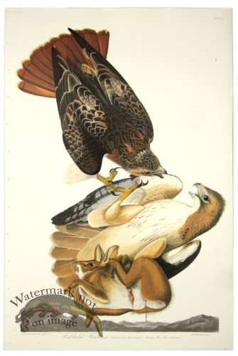 (image for) Red-Tailed Hawk