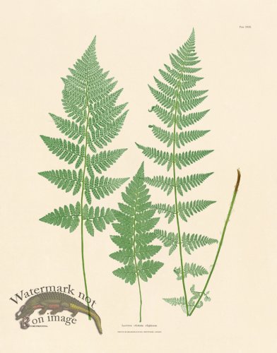 (image for) Bradbury Fern 23