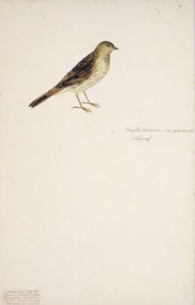 77 Swedish Birds . Fringilla Schoeniclus, Reed Bunting