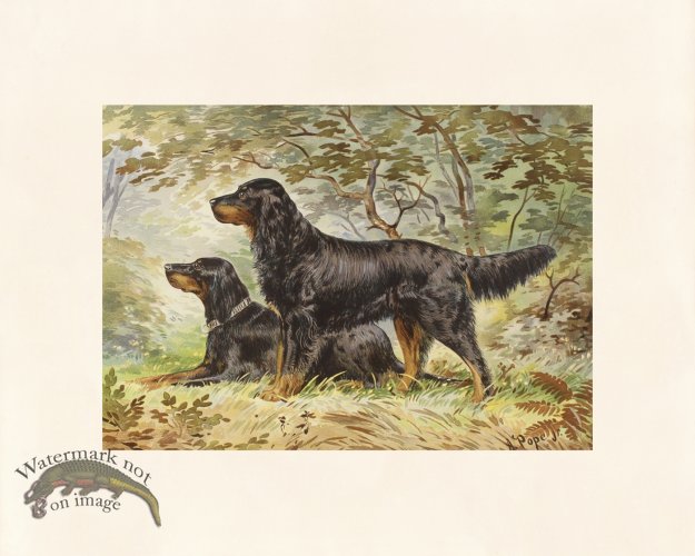 (image for) Pope Dog 05 Black and Tan Setter