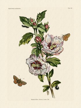 Wilkes Butterflies 108