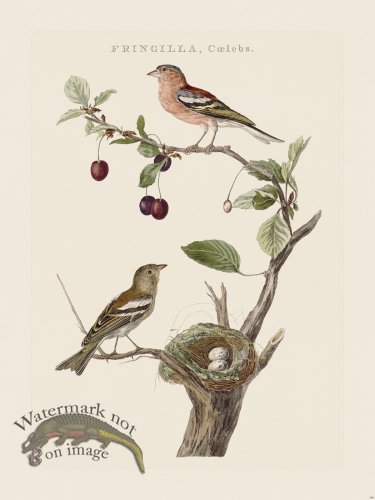 (image for) Nozeman Bird 196