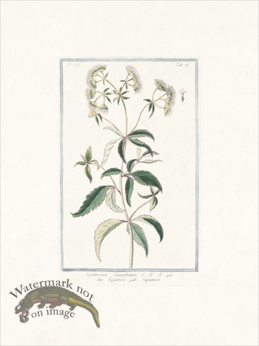 (image for) Bonelli 686 Hemp agrimony
