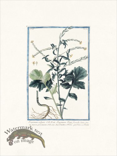 (image for) Bonelli 337 Wall flower