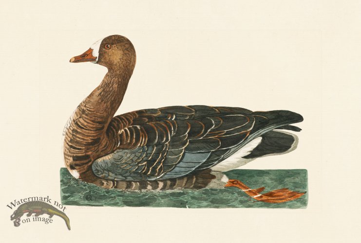 (image for) Pennant Zoology 040