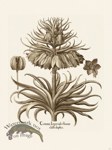 (image for) Besler 082 B1