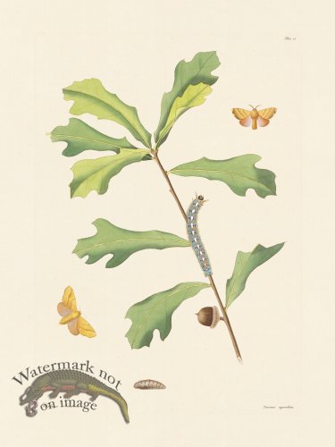 (image for) Abbot Butterfly 059