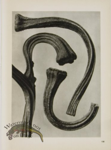 (image for) Blossfeldt T 108