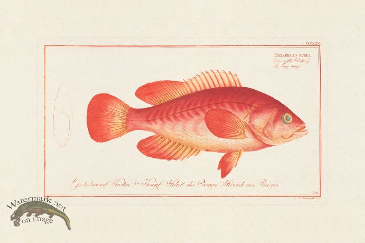 (image for) BLOCH FISH 331