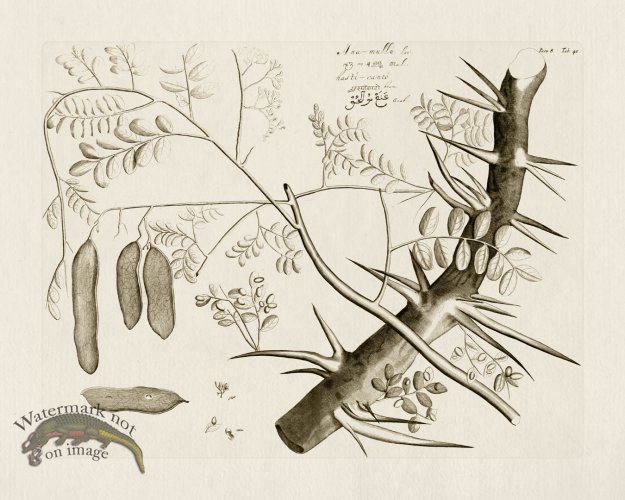 (image for) HORTUS VOl 08 40