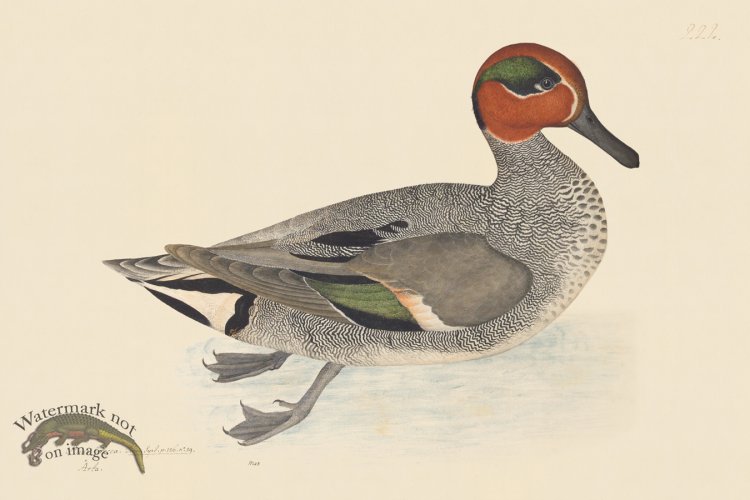 (image for) Rudbeck CFA 222 Common Teal