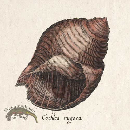 (image for) Merian Shell 10