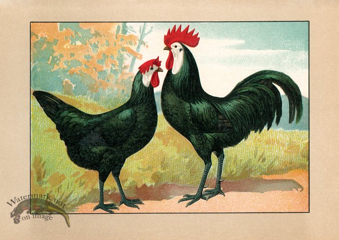 (image for) Chicken 54