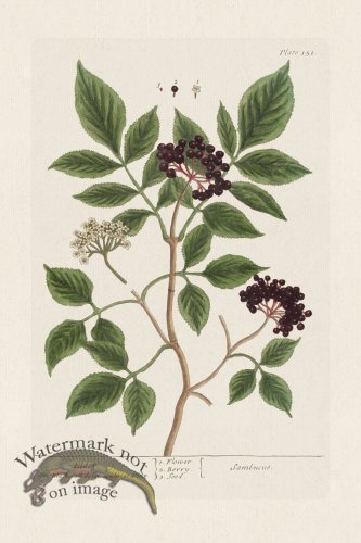 (image for) BEE 151 Elder