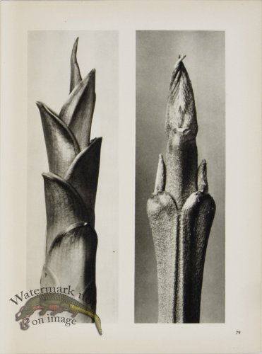 (image for) Blossfeldt T 079