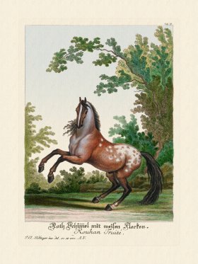 (image for) Ridingers Horses 27