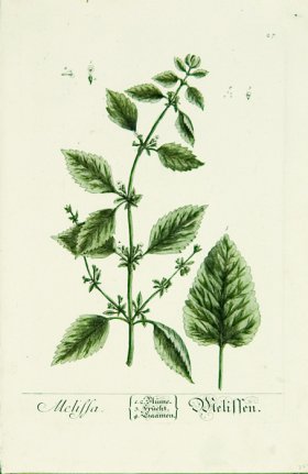 Blackwell German 218