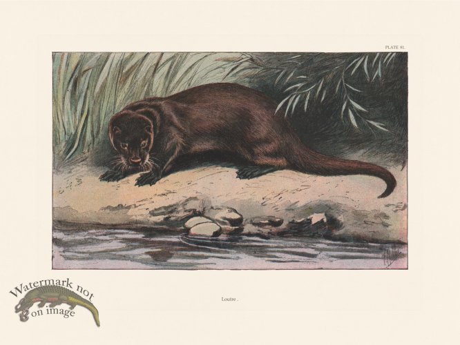 (image for) Les Chiens 081