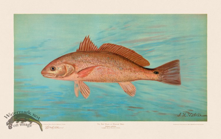 (image for) Red Drum