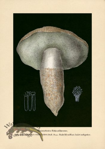 (image for) Beths Shrooms 09