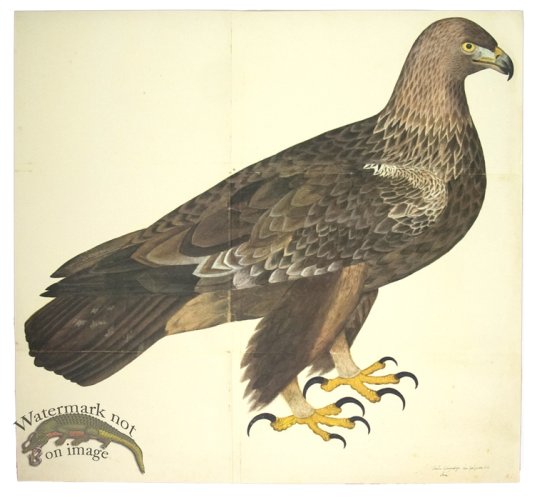 (image for) GOLDEN EAGLE . PL 5