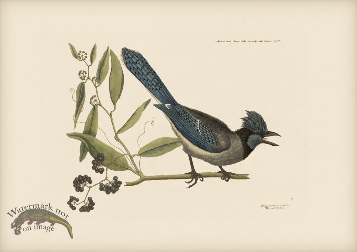 (image for) 015 Crested Jay