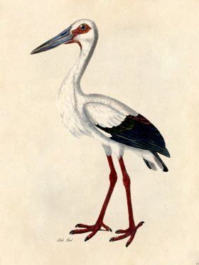 White Stork - Tribute Bd 16