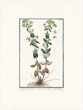 Bonelli 390 St. Peter's-Wort