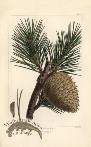 (image for) Table Mountain Pine