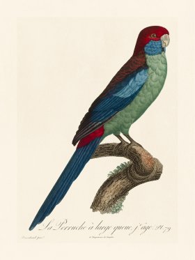 Barraband Parrot 079