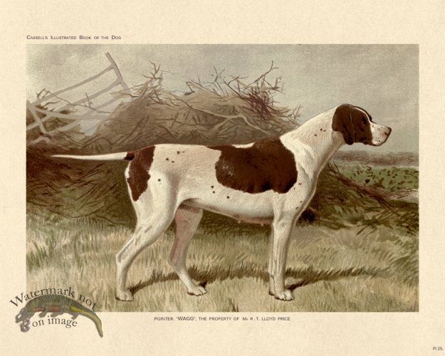 (image for) Cassell Dog 25