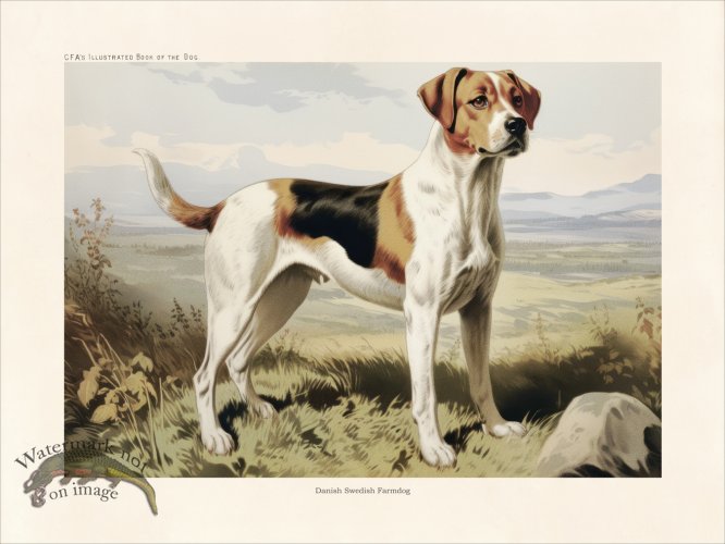 (image for) CFA Dog Danish Swedish Farmdog