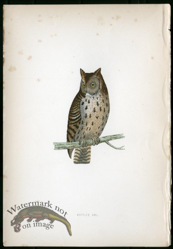 (image for) Mottled Owl
