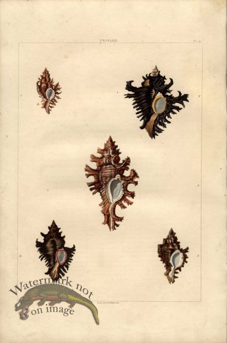 (image for) Perry pl 4 b