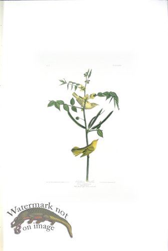 (image for) Childrens Warbler