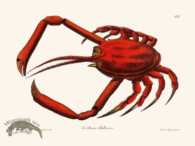 (image for) Knorr Sealife 52